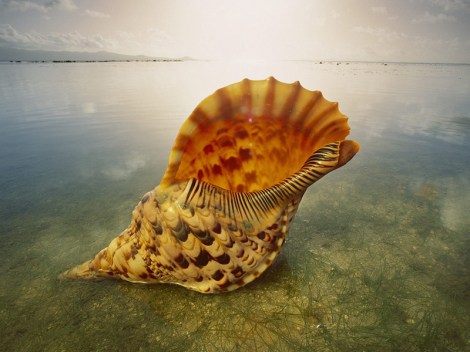 Seashell